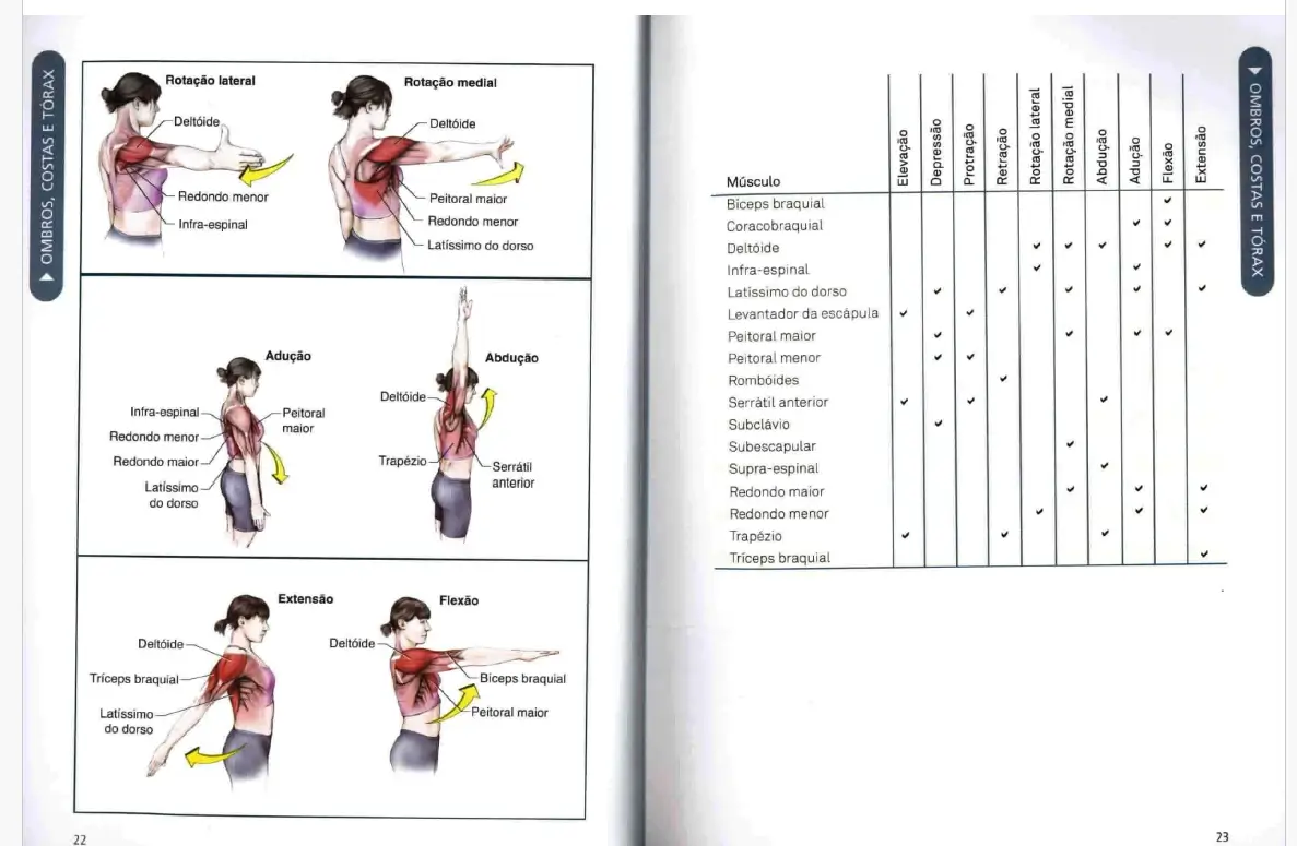 Anatomia do alongamento by arnold nelson pdf 3